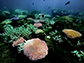 coral reefs