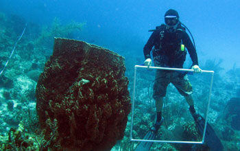 Giant barrel sponges off Little Cayman Island in the Caribbean next to a researcher.