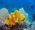 Scientists research chemical defenses in tube sponges off Little Cayman Island.