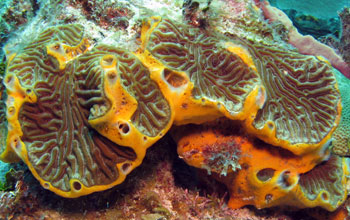 Close up of an orange sponge