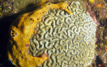 Reef-building corals overgrown by orange sponges on an overfished reef off Martinique.