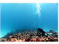 Marine biologist Julia Baum sampling coral colonies at Kiritimati (Christmas Island).