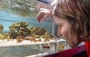 Carly Kenkel works with a brown coral