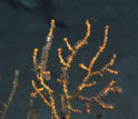 Photo of the upper portion of a yellow deep-sea octocoral with branches covered with brown material.