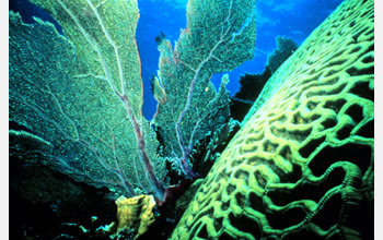 Photo of a thriving, healthy Carribean coral reef.