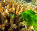 Photo  of a goby fish feeding on algae that would otherwise cover the coral.