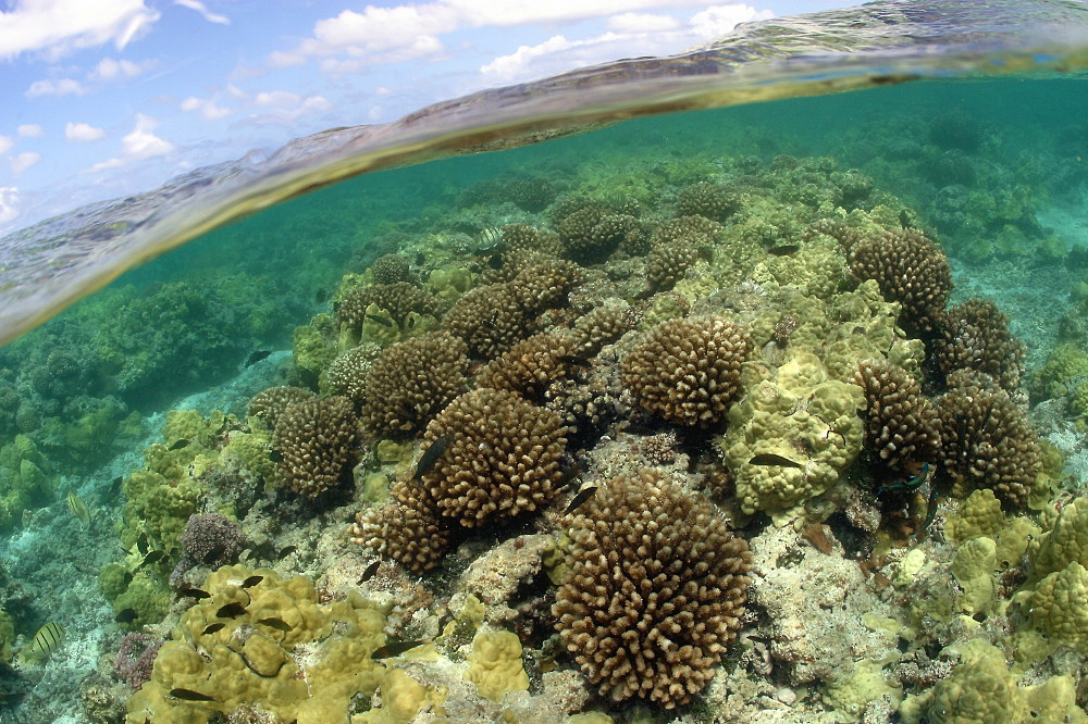 Human Impacts on Coral Reefs of Northwestern Hawaiian Islands Revealed ...