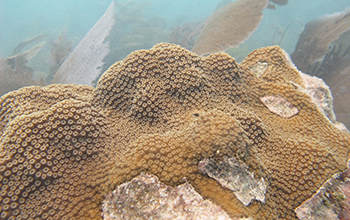 mountainous star coral