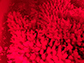 corals spawning under red light in a tank