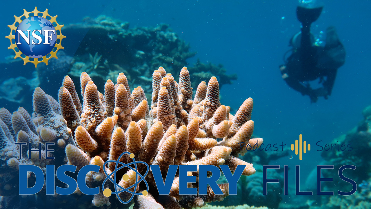 coral underwater