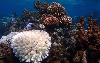 a bleached elkhorn coral colony stands out among healthy corals