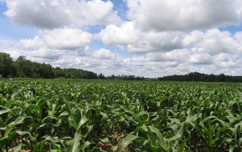 A Michigan corn field east of the Kellogg Biological Station LTER site.