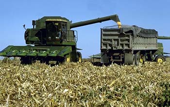 corn harvest