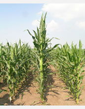 Photo showing maize rows with tall hybrid in center produced by crossing strains on left and right.