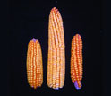 Photo showing three maize with large hybrid in center produced by cross of maize on left and right.