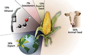 uses of corn in the U.S., 56% Animal Feed, 18% Export, 13% Ethanol, 13% Food & Seed, 7% Sweeteners