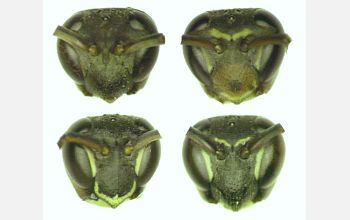 Faces of female paper wasps