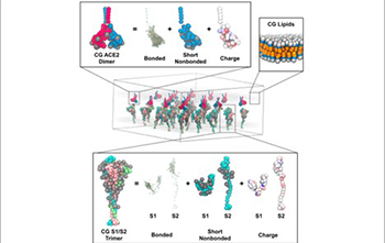 Supercomputer model of lung receptor cells