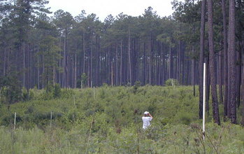 Forest in South Carolina's Savannah River Site