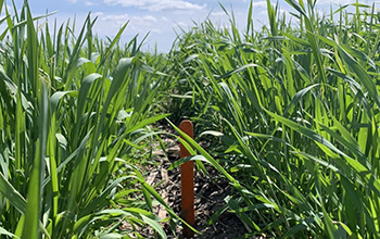 Cover crops are widely seen as one of the most promising conservation practices.