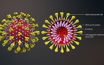 simulation of a holistic model of the SARS-CoV-2 virion