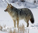 Photo of a coyote of today roaming the wintry wilderness.