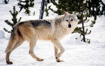 Photo of a modern gray wolf.