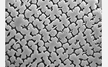 Photo of the surface of the pennate diatom <em>Epithemia</em>.