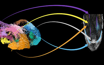 Illustration shows cloud of dots on left representing all the cells in root of maize plant and arrows showing where cells originated in root.