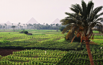 Crops growing in an Egyptian oasis, with the Pyramids of Giza in the background.