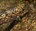 Photo of a female orange blotch morph cichlid fish that almost blends with a rock.
