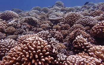 coral reef in Moorea before bleaching killed the larger corals