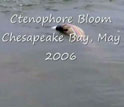 Ctenophore Bloom, Chesapeake Bay, May 2006.