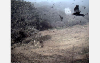 This photo of ravens in flight was taken by an automatic motion-detect camera at HPWREN site