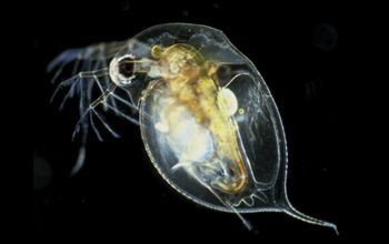 a Daphnia with mild defensive neckteeth.