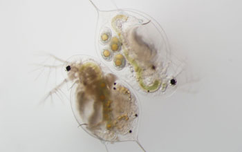 two Daphnia dentifera individuals with upper right uninfected, lower left infected.