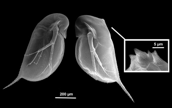 two juvenile Daphnia with and without defensive neckteeth.