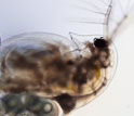 a Daphnia dentifera almost completely infected with a virulent yeast parasite.