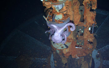 Photo of an underwater pipe with marine animal.