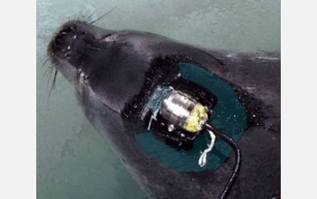 A "seal cam" is clearly displayed, attached to the back of an Antarctic Weddell seal