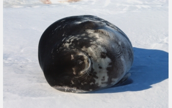 A Weddell seal rests on the Antarctic ice