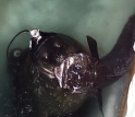 Weddell seal equipped with camera and data recorder