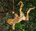 A dead golden frog decomposes on a mossy boulder in El Cope, Panama.