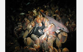 Photo of black, oxygen-depleted briney water beneath a mussel bed.