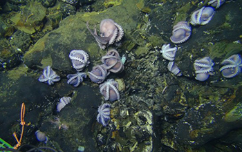 Hydrothermal vents on the seafloor