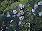 Hydrothermal vents on the seafloor