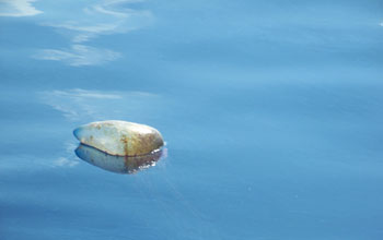 Photo of a jellyfish affected by oil in the Gulf.