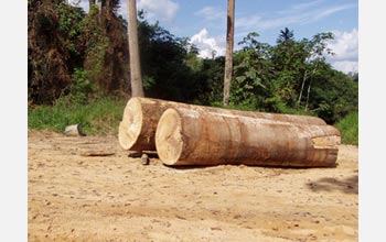 Photo of logs that were from cut from the Amazonian rainforest.