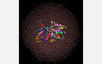 Model of the methylation reaction between DNA and the protein M.Hhal.