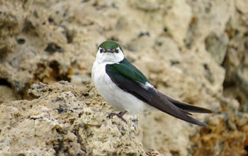 violet-green swallow